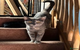 Mixed Breed cats for sale: Male Kitten Looking For Family Home - Image 4