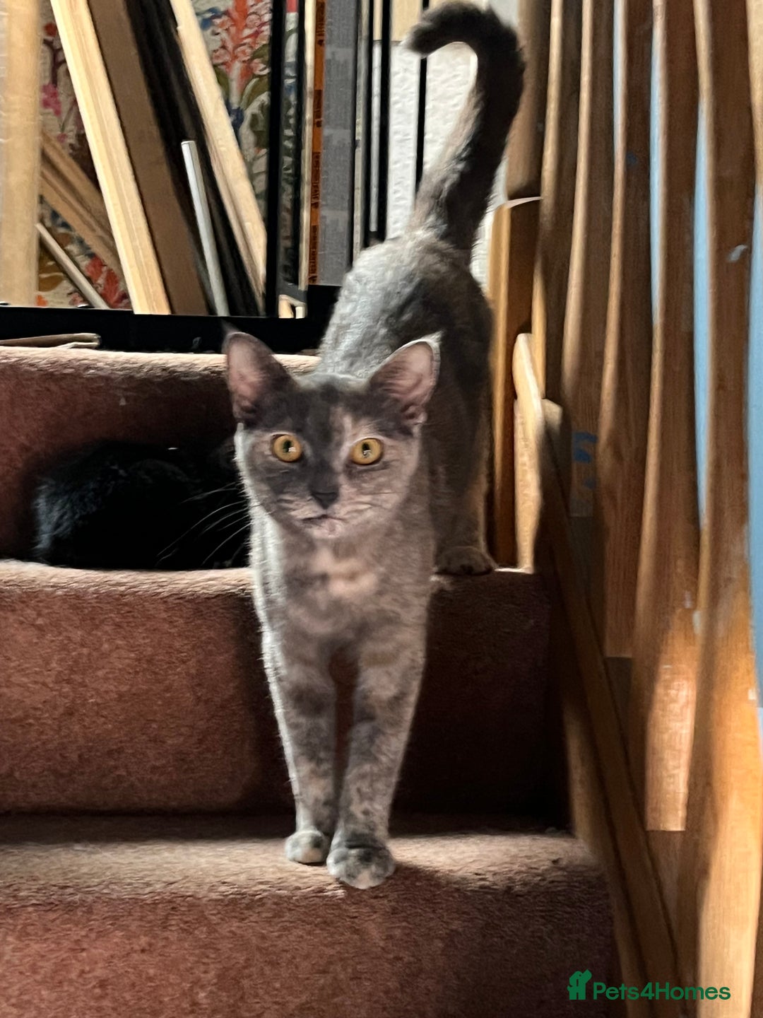 Mixed Breed cats for sale: Male Kitten Looking For Family Home - Image 4