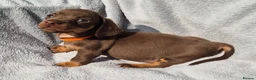 Miniature Dachshund dogs for sale: Gorgeous KC Reg, PRA Clear miniature dachshunds - Advert 17