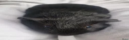 Guinea Pig rodents for sale: Little girl guinea - Advert 3