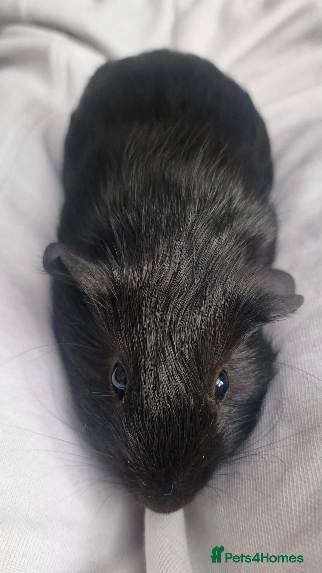 Guinea Pig rodents for sale: Little girl guinea - Advert 3