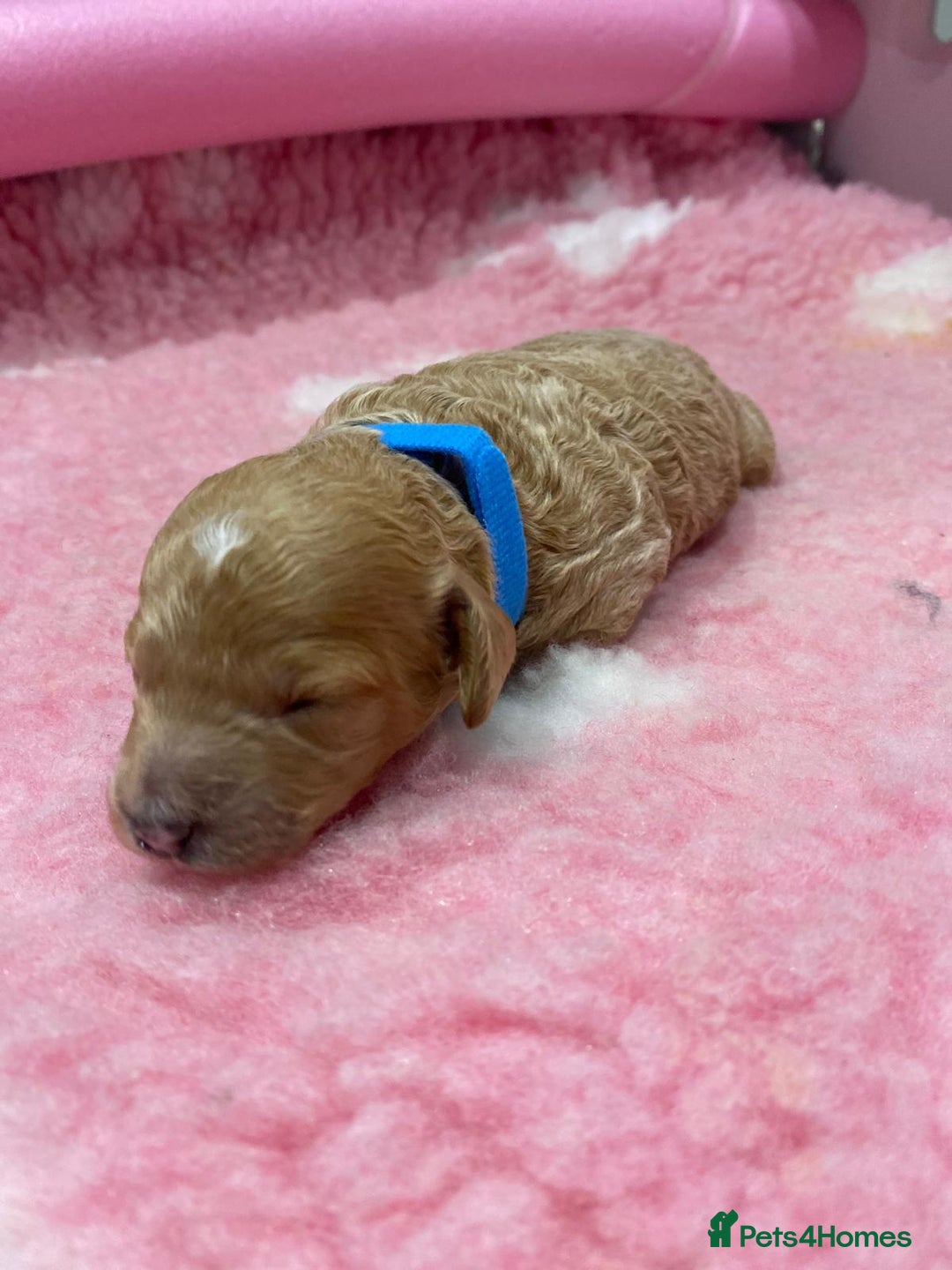 Labradoodle dogs for sale: Multi- Generation Toy/Mini parti Labradoodles   - Advert 6