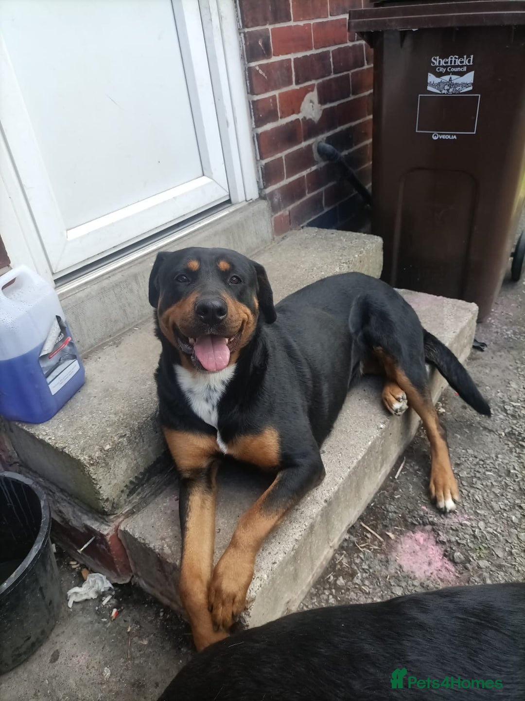 Rottweiler dogs for sale: Big Chunky puppies ready for homes - Image 6