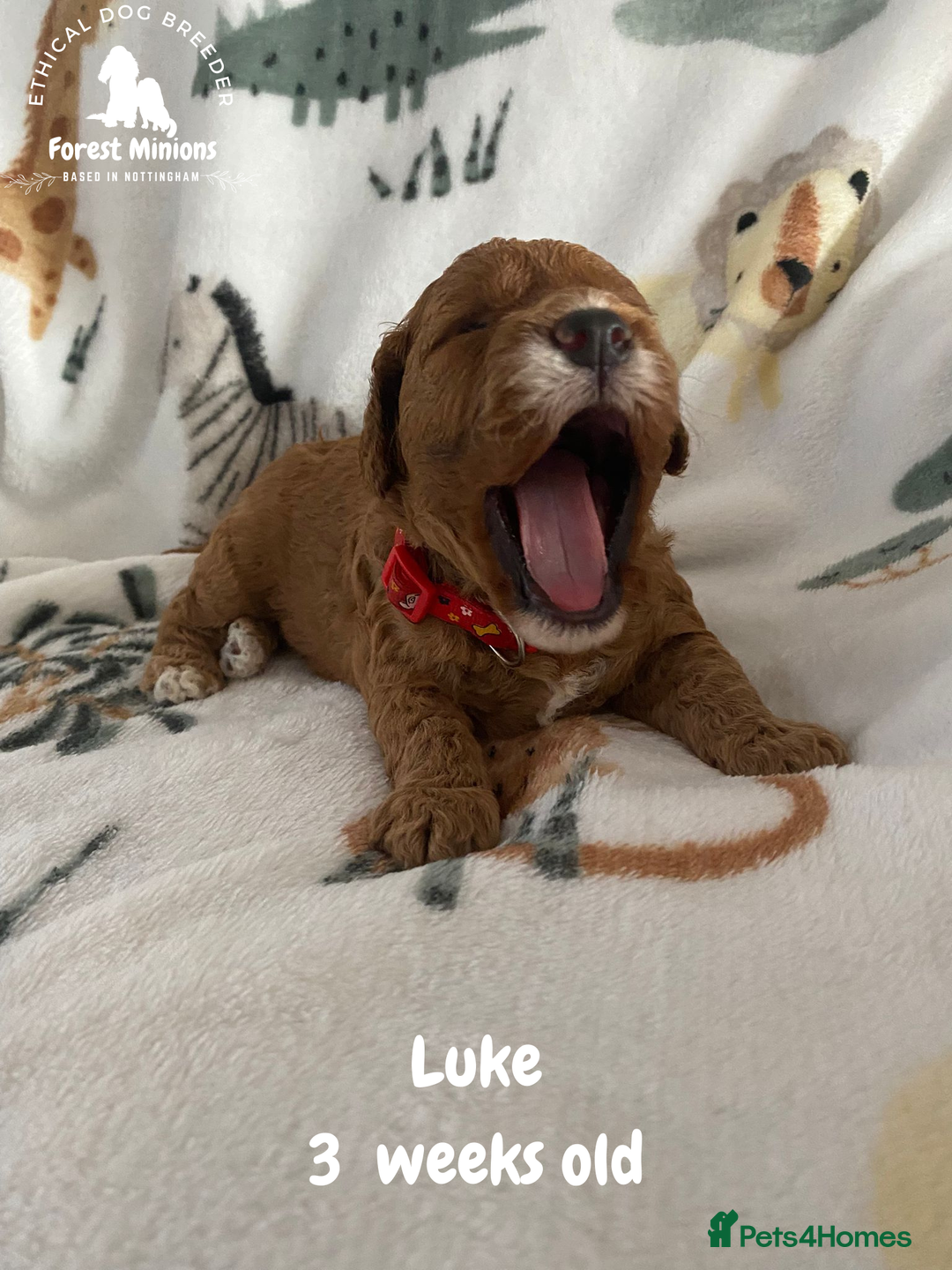 Cockapoo dogs for sale: Beautiful Cockapoo puppies (DNA CLEAR) - Advert 3