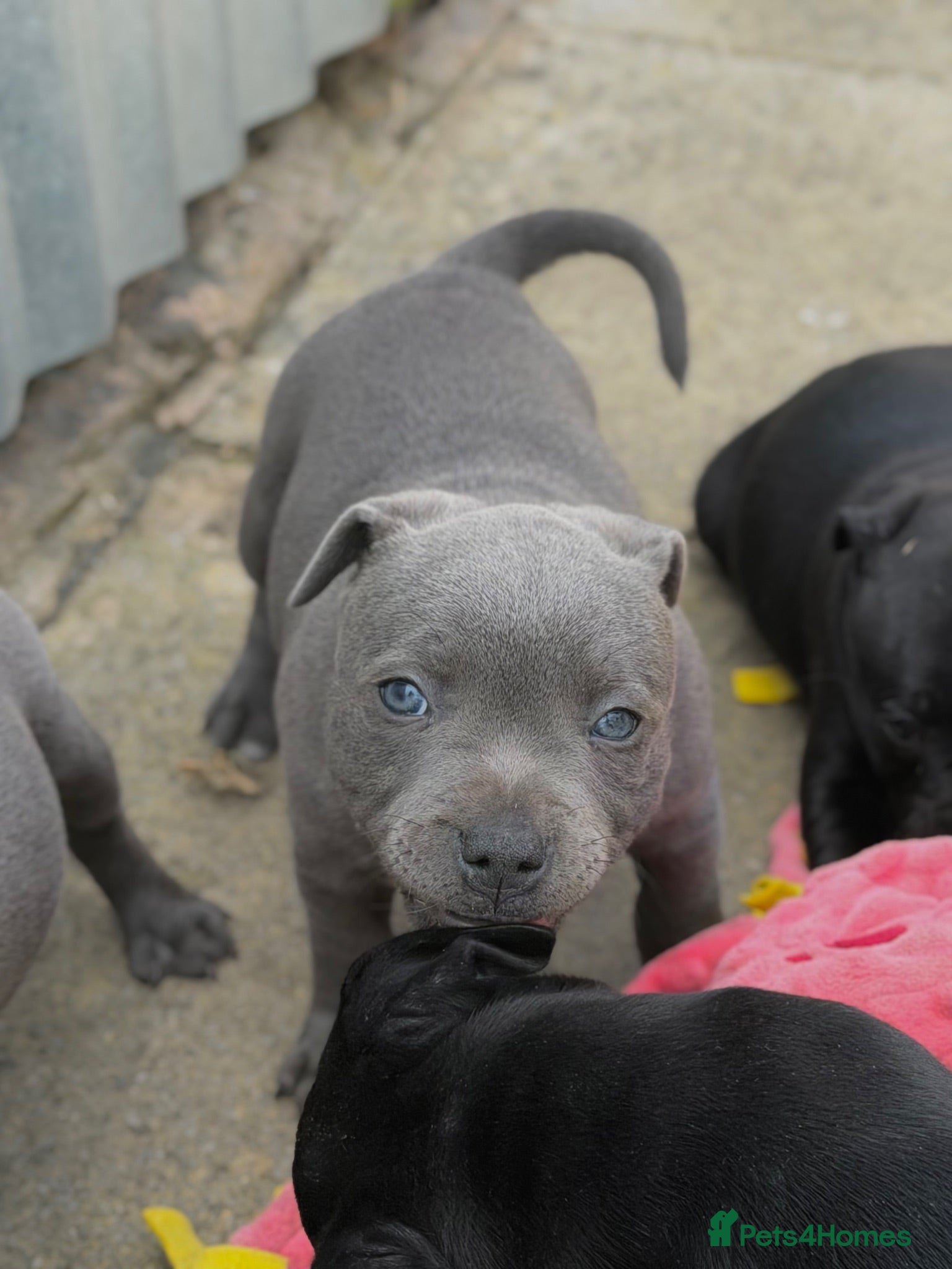 Staffordshire Bull Terrier dogs Health Tested KC Staffordshire Bull Terriers - Advert 2