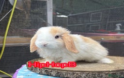 Mini Lop rabbits for sale: Pure bred PEDIGREED mini lops  - Image 6