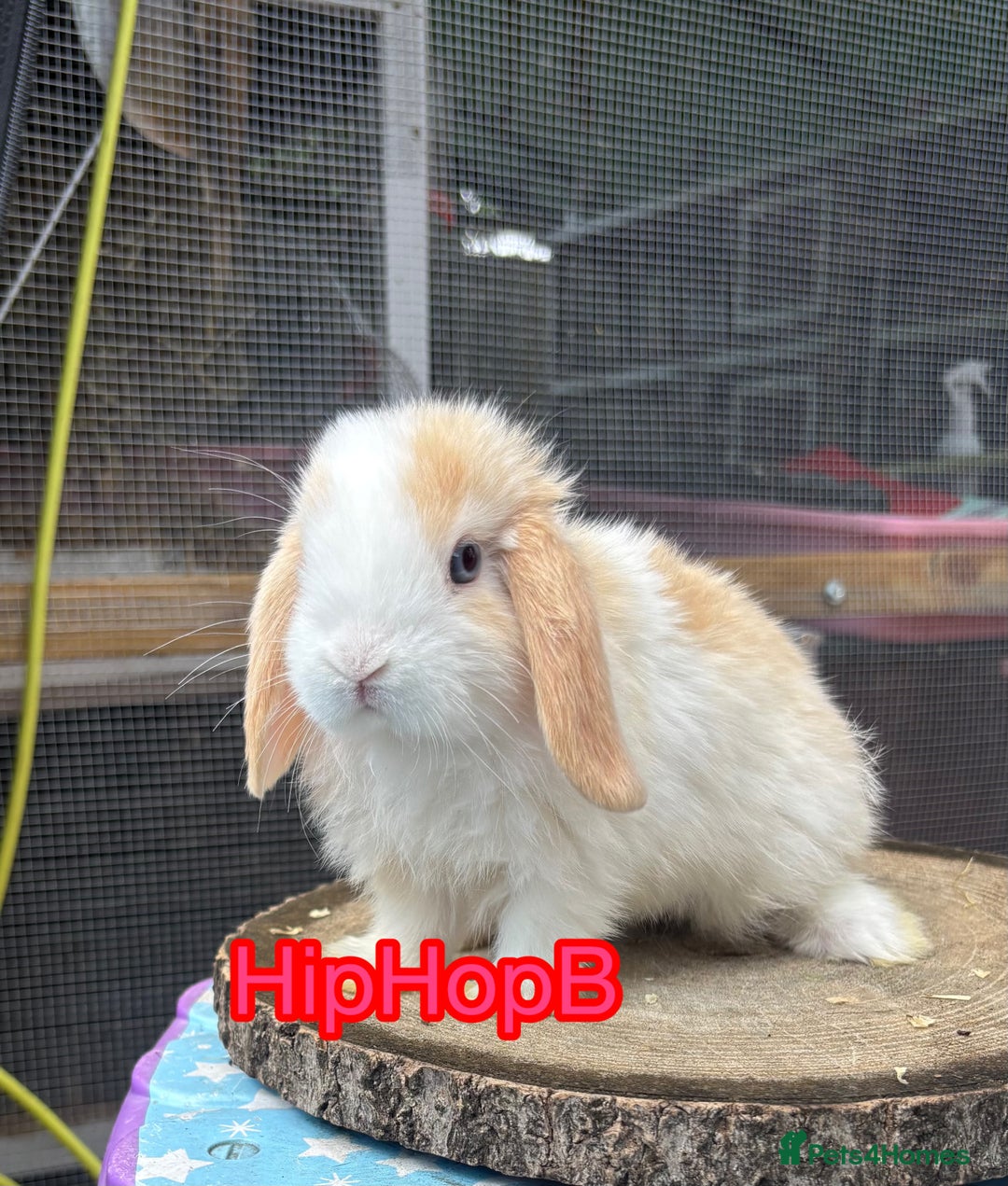 Mini Lop rabbits for sale: Pure bred PEDIGREED mini lops  - Image 6
