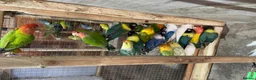 Mixed Breed birds for sale: Different birds for sale  - Advert 12