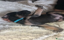 Great Dane dogs for sale: Great dane puppies for sale  - Image 13