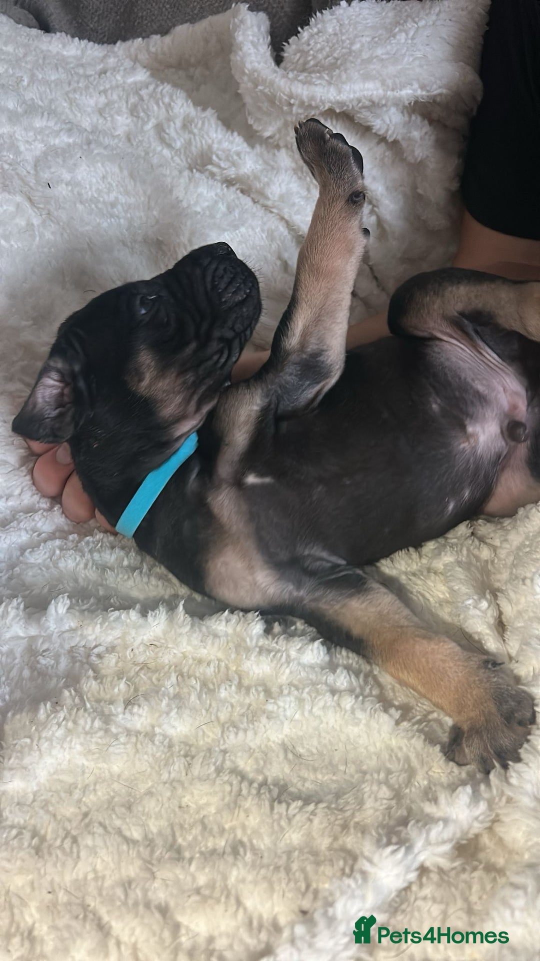 Great Dane dogs for sale: Great dane puppies for sale  - Image 13