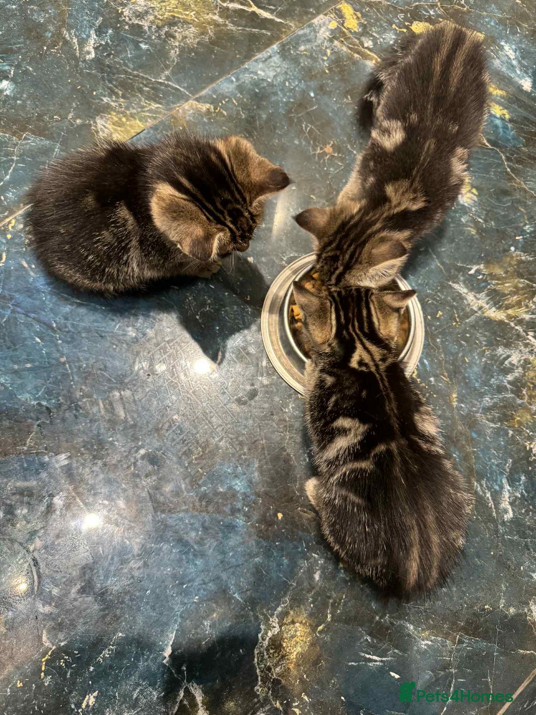 Mixed Breed cats for sale: Adorable Mixed Breed Kitten for Sale! - Image 14