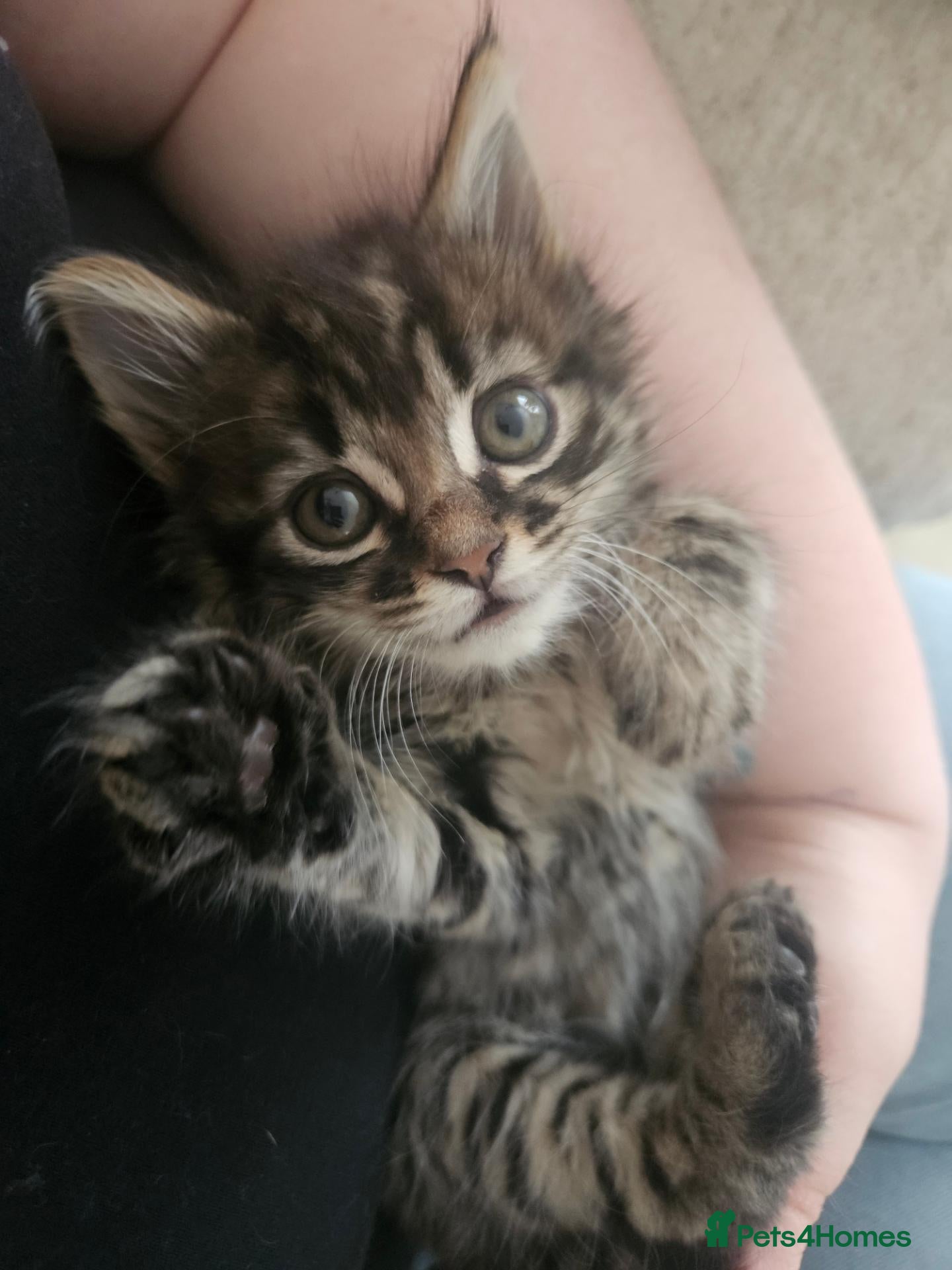 Mixed Breed cats Kitten girl - Advert 8