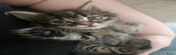 Mixed Breed cats for sale: Kitten girl - Advert 1
