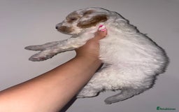 Australian Labradoodle dogs for sale: Australian Labradoodle Puppies – Ready Now🐶 - Image 15