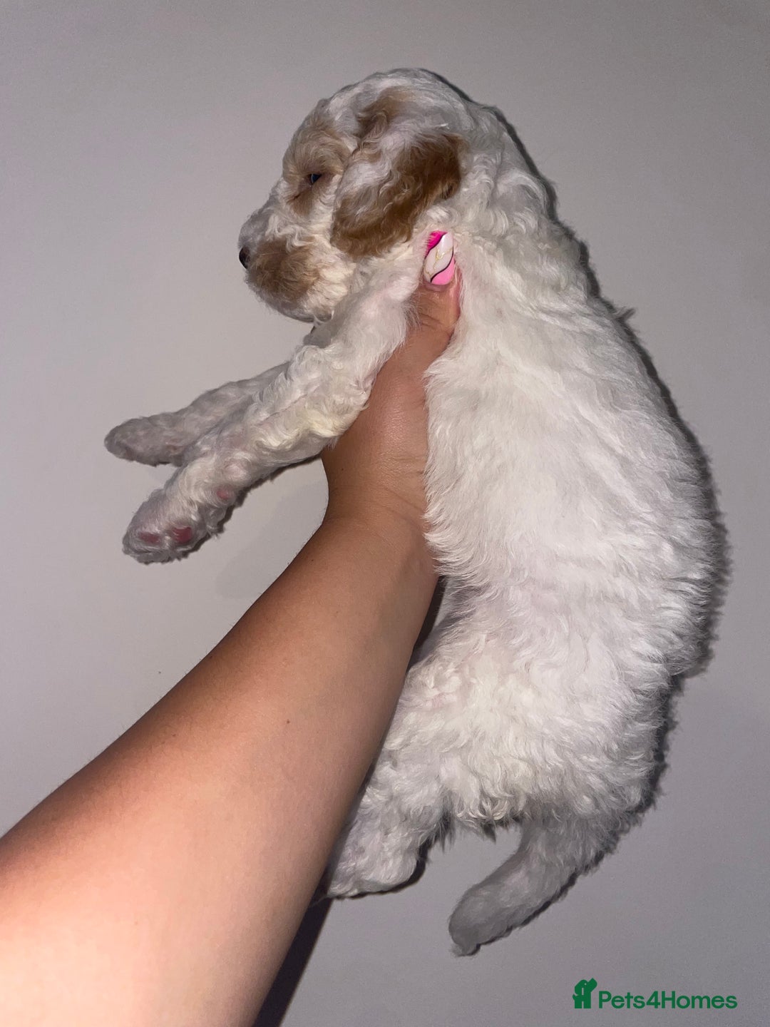 Australian Labradoodle dogs for sale: Australian Labradoodle Puppies – Ready Now🐶 - Image 15
