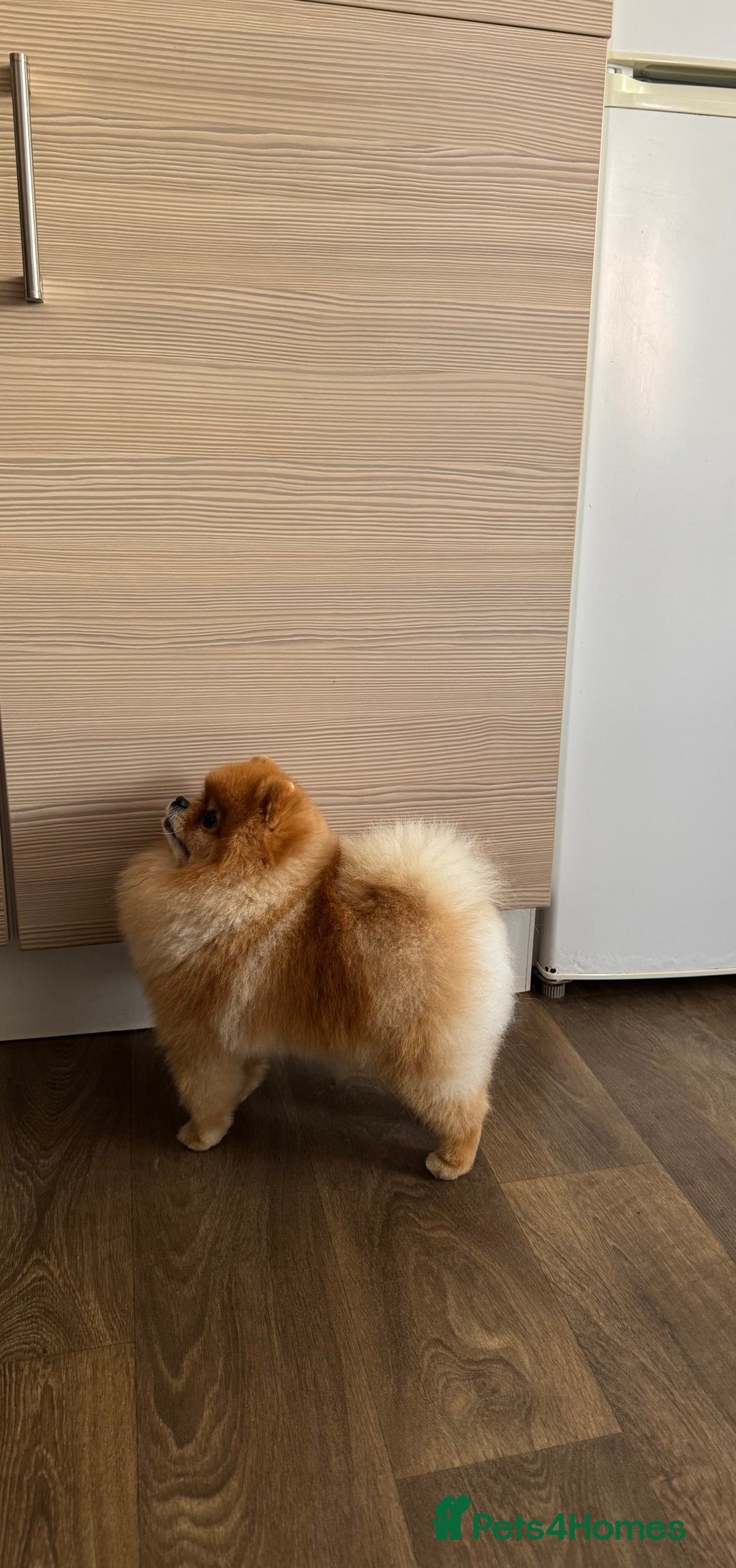 Pomeranian dogs for stud: Pomeranian stud in Stansted - Image 6