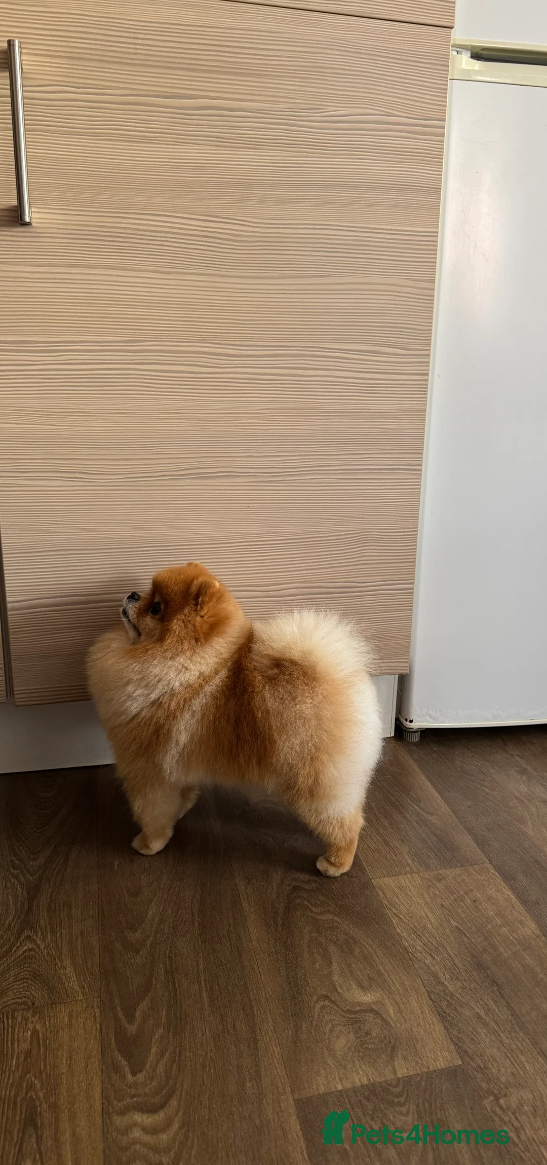 Pomeranian dogs for stud: Pomeranian stud in Stansted - Advert 6