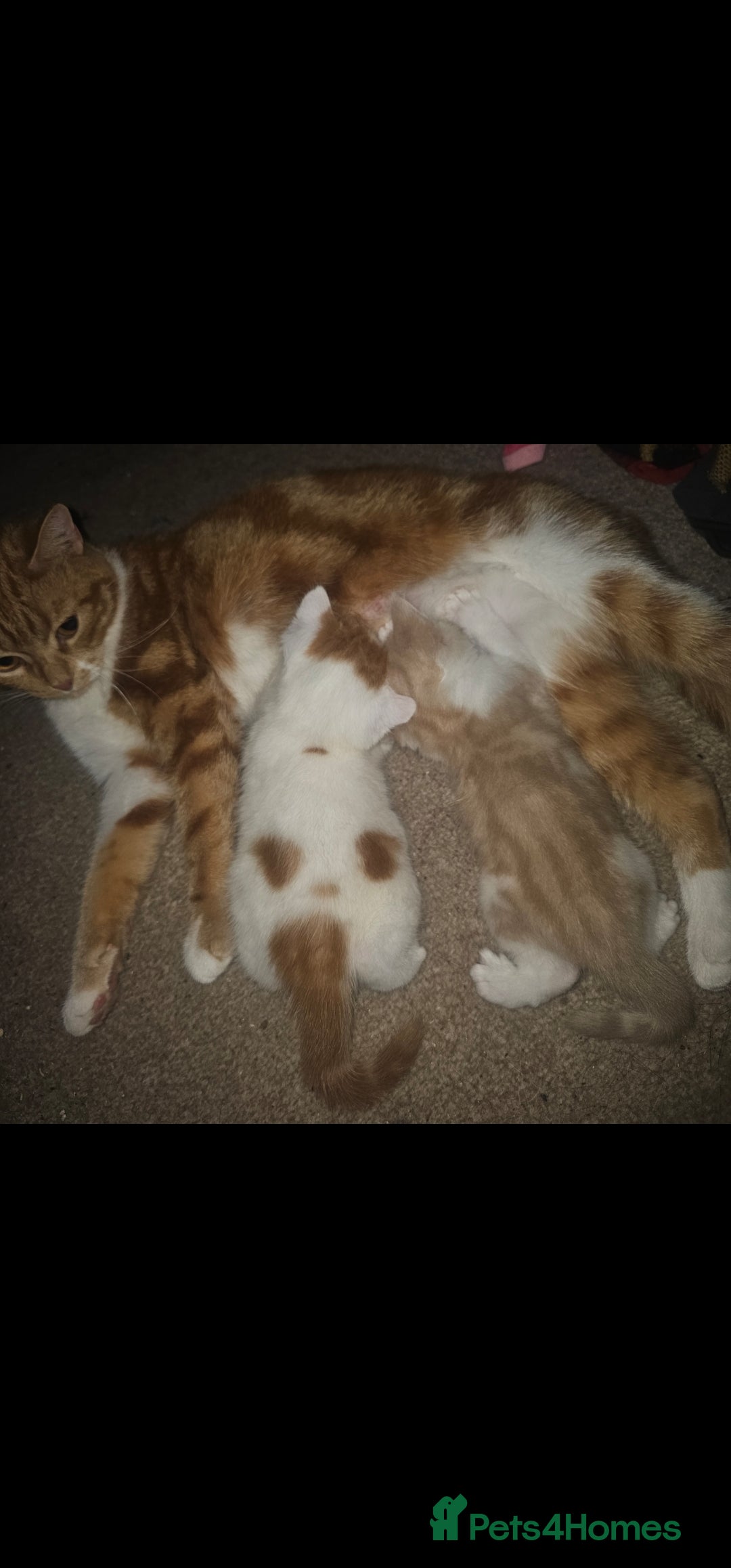 Mixed Breed cats for sale: Adorable kittens available  - Image 15