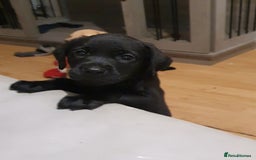 Labrador Retriever dogs for sale: 🌟🌟2 girls left black and yellow🌟🌟 - Image 4