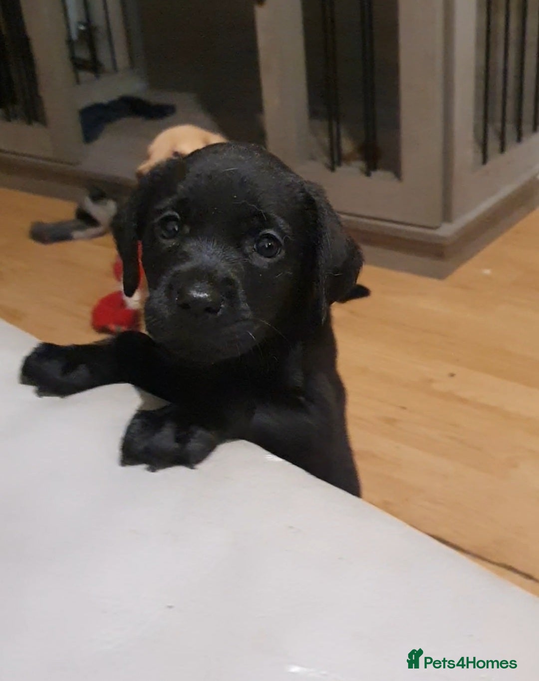 Labrador Retriever dogs for sale: 🌟🌟2 girls left black and yellow🌟🌟 - Image 4