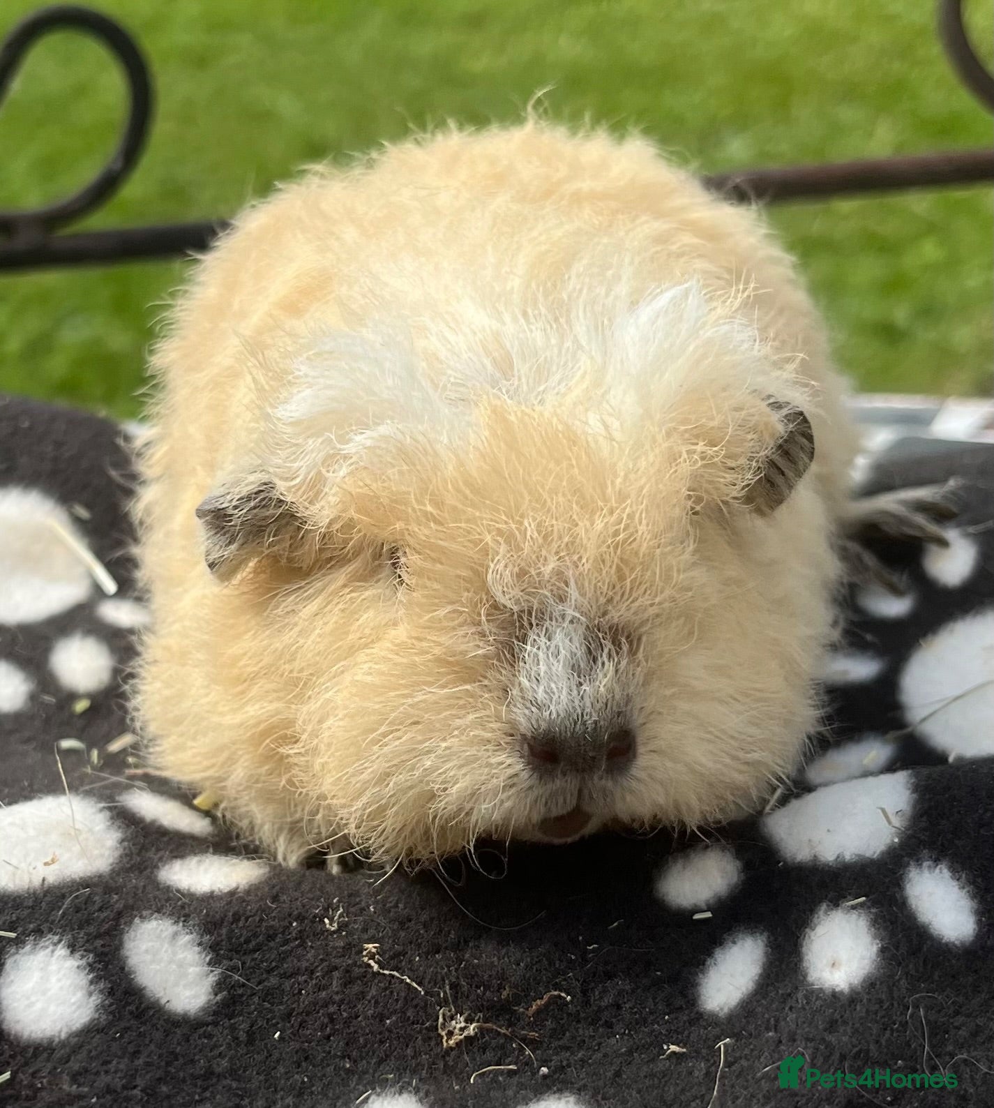Guinea Pig rodents Guinea pigs 🐹  - Advert 4