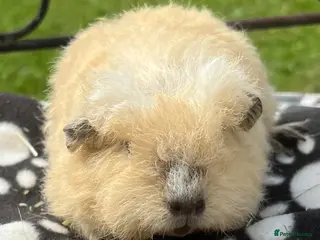 Guinea Pig rodents Guinea pigs 🐹 - Advert 4