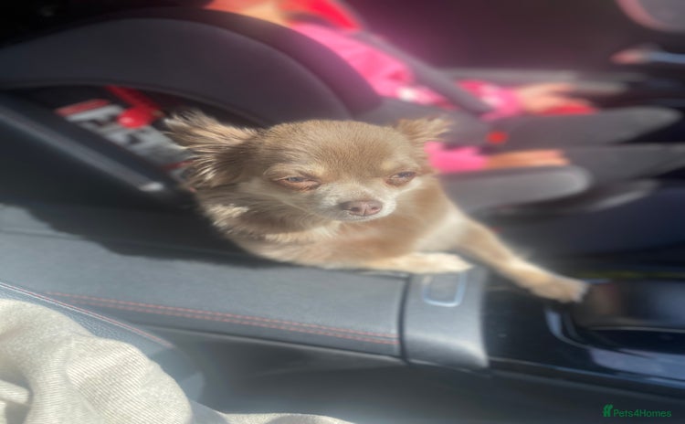Chihuahua dogs - Advert 1
