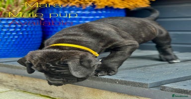 Mixed Breed dogs - Advert 9