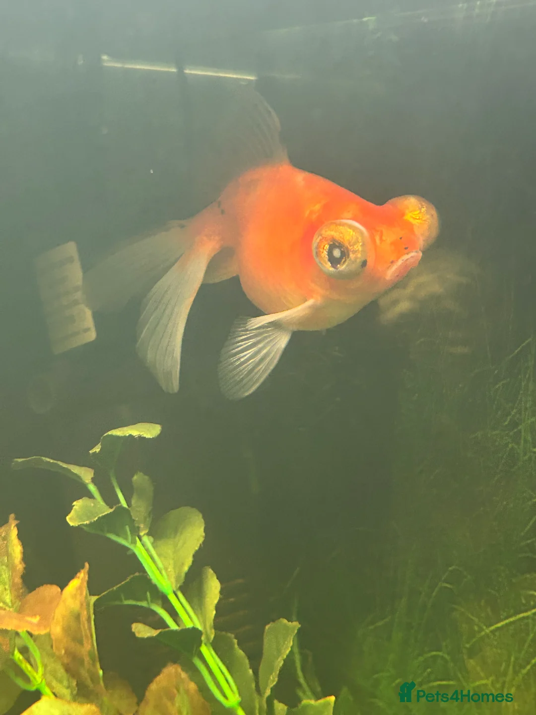 Fancy Goldfish fish for sale: Fancy goldfish one white and one orange  - Advert 3