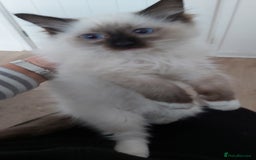 Ragdoll cats for sale: RAGDOLL SEAL POINT BLUE EYES READY NOW! - Image 22