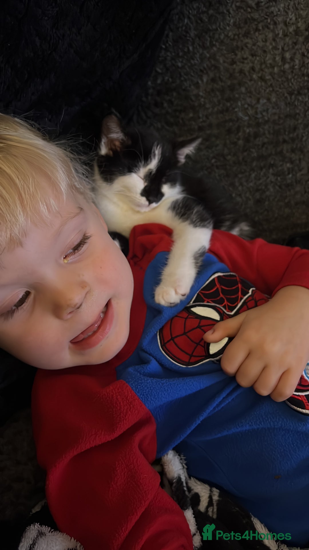 Mixed Breed cats for sale: Maine coon mix for sale - Advert 19