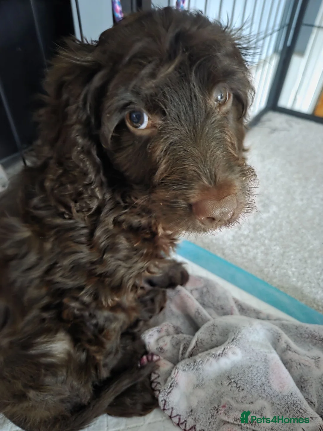 Cockapoo dogs for sale: Cockapoo Lucy in Alfreton - Advert 8