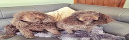 Labradoodle dogs for sale: Exceptional F7 Australian Double Doodle Puppies - Advert 2