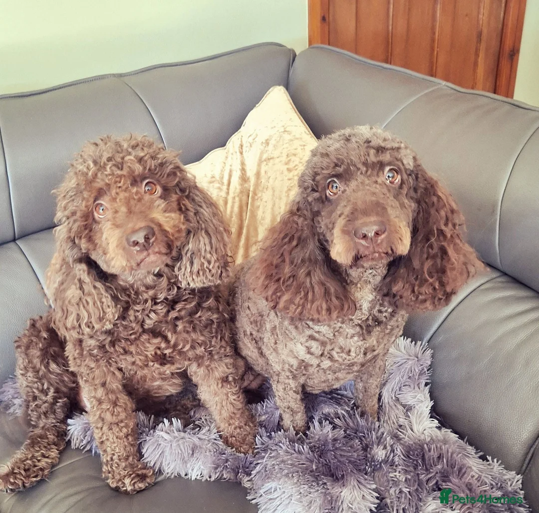 Labradoodle dogs for sale: Exceptional F7 Australian Double Doodle Puppies - Advert 2