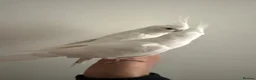 Cockatiels birds for sale: Beautiful hand tamed cockatiels in Harrow - Advert 4