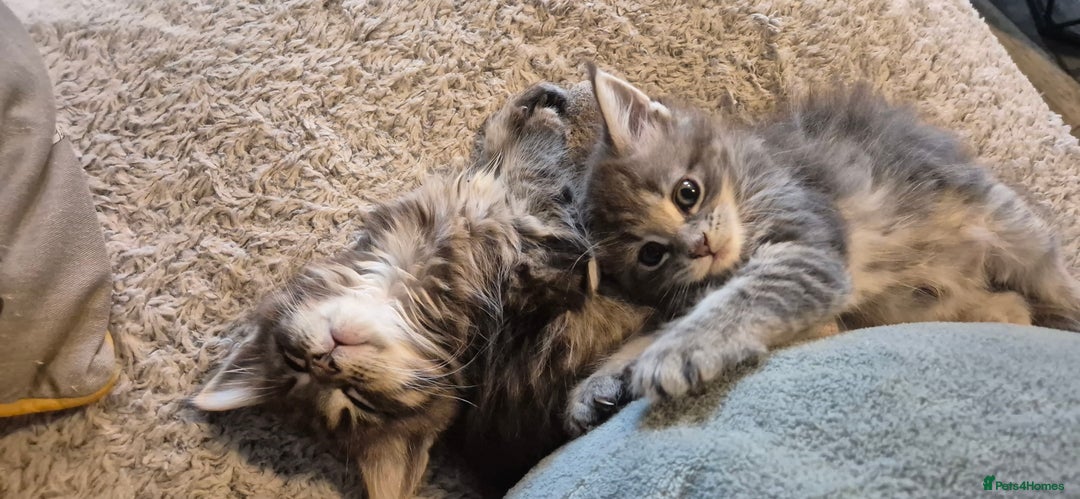 Maine Coon cats for sale: GCCF registered Pedigree Maine Coon Kittens - Advert 22