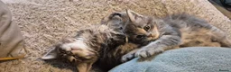 Maine Coon cats for sale: GCCF registered Pedigree Maine Coon Kittens - Advert 22