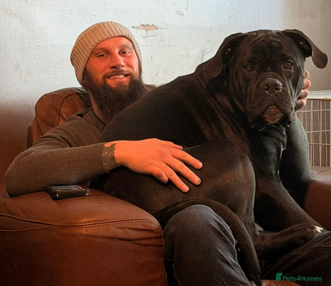 Cane Corso dogs for sale: Zeus  - Advert 6