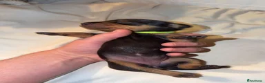 Miniature Dachshund 5