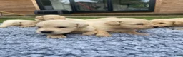 Golden Retriever dogs for sale: 🤍Cream / Platinum Golden Retriever Pups 🤍 - Advert 8