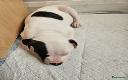 Staffordshire Bull Terrier dogs for sale: RARE CLASSIC MARKINGS - Image 18
