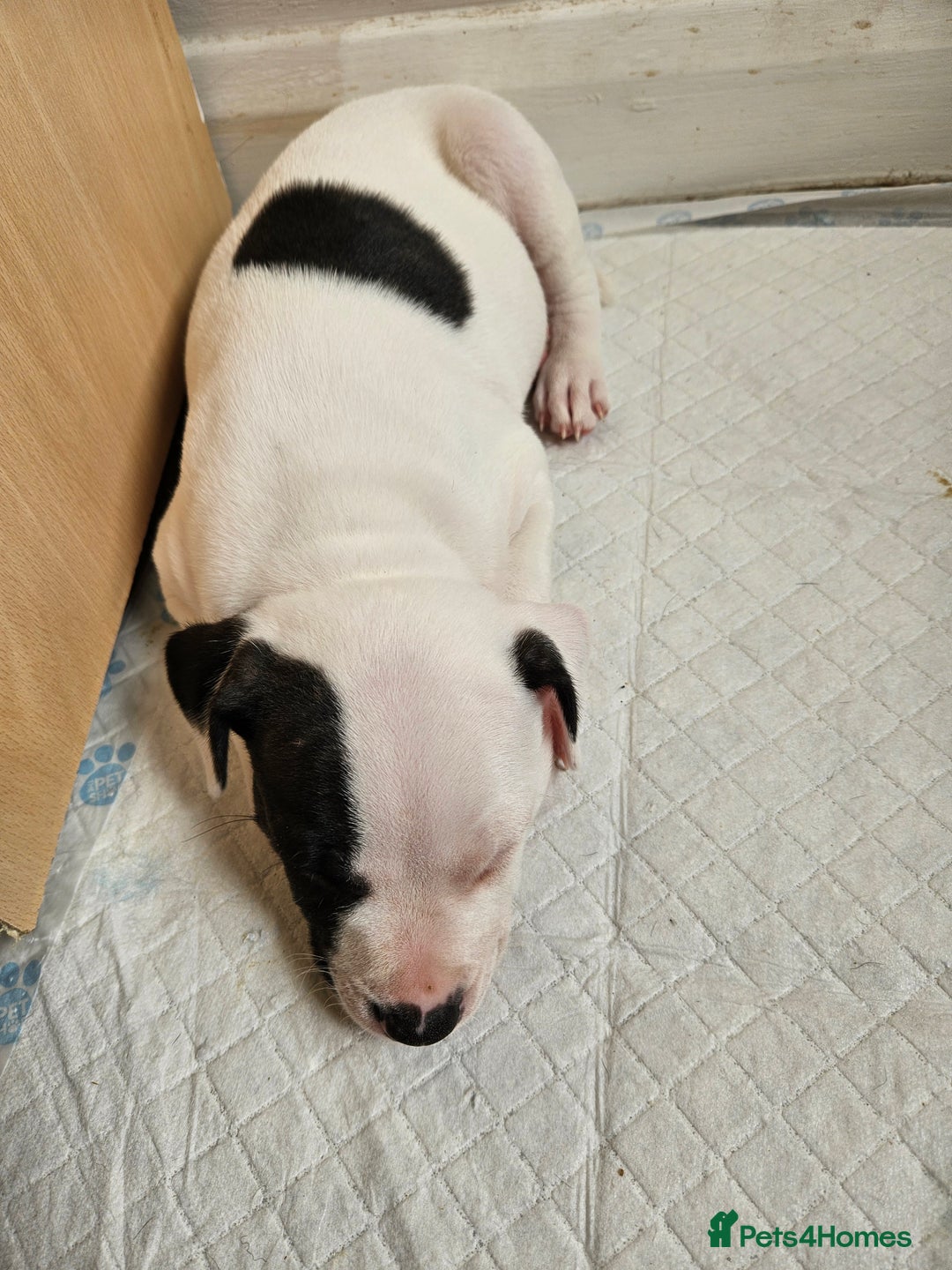 Staffordshire Bull Terrier dogs for sale: RARE CLASSIC MARKINGS - Image 18