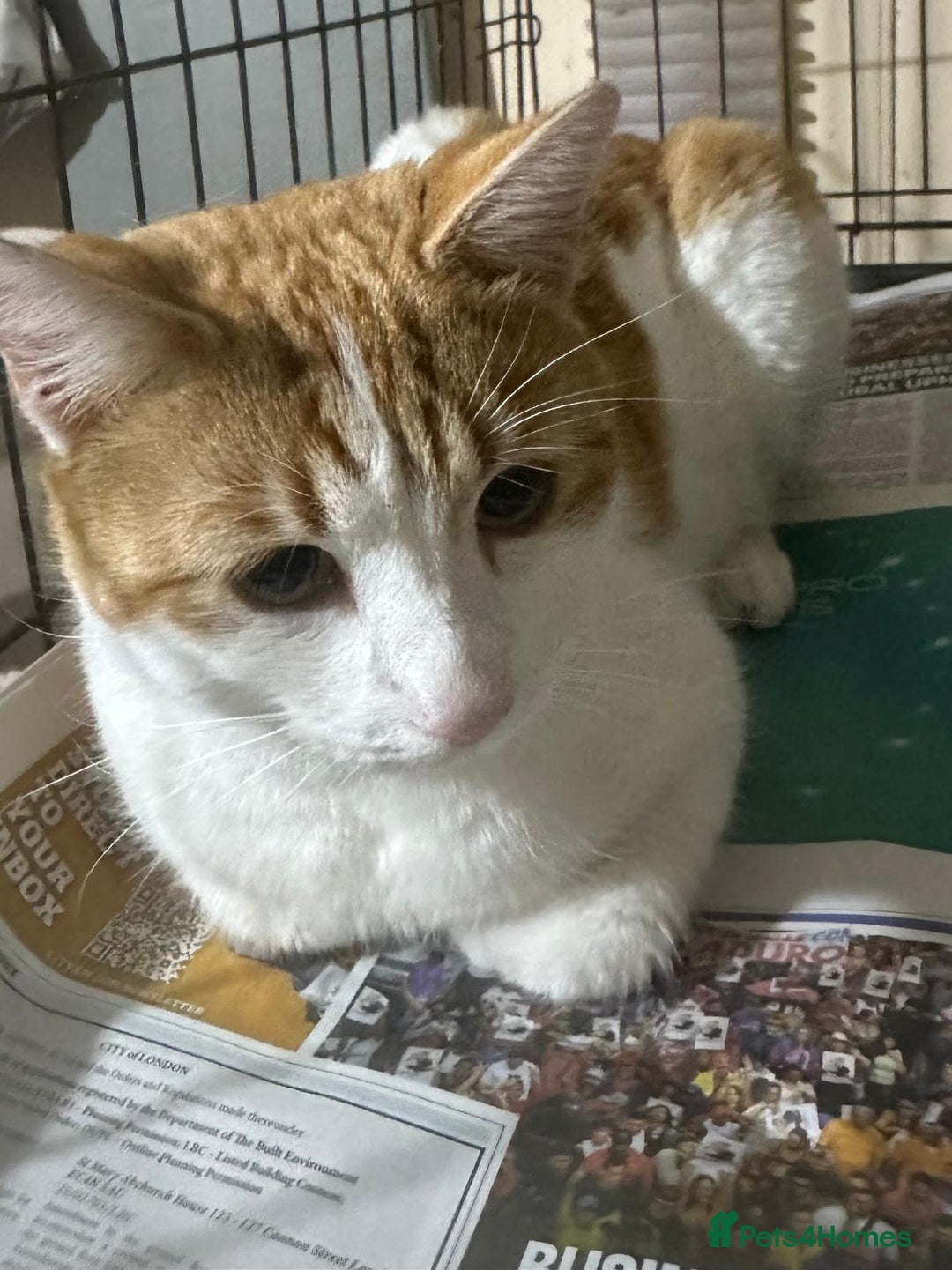 Mixed Breed cats for adoption: Thomas - Advert 3