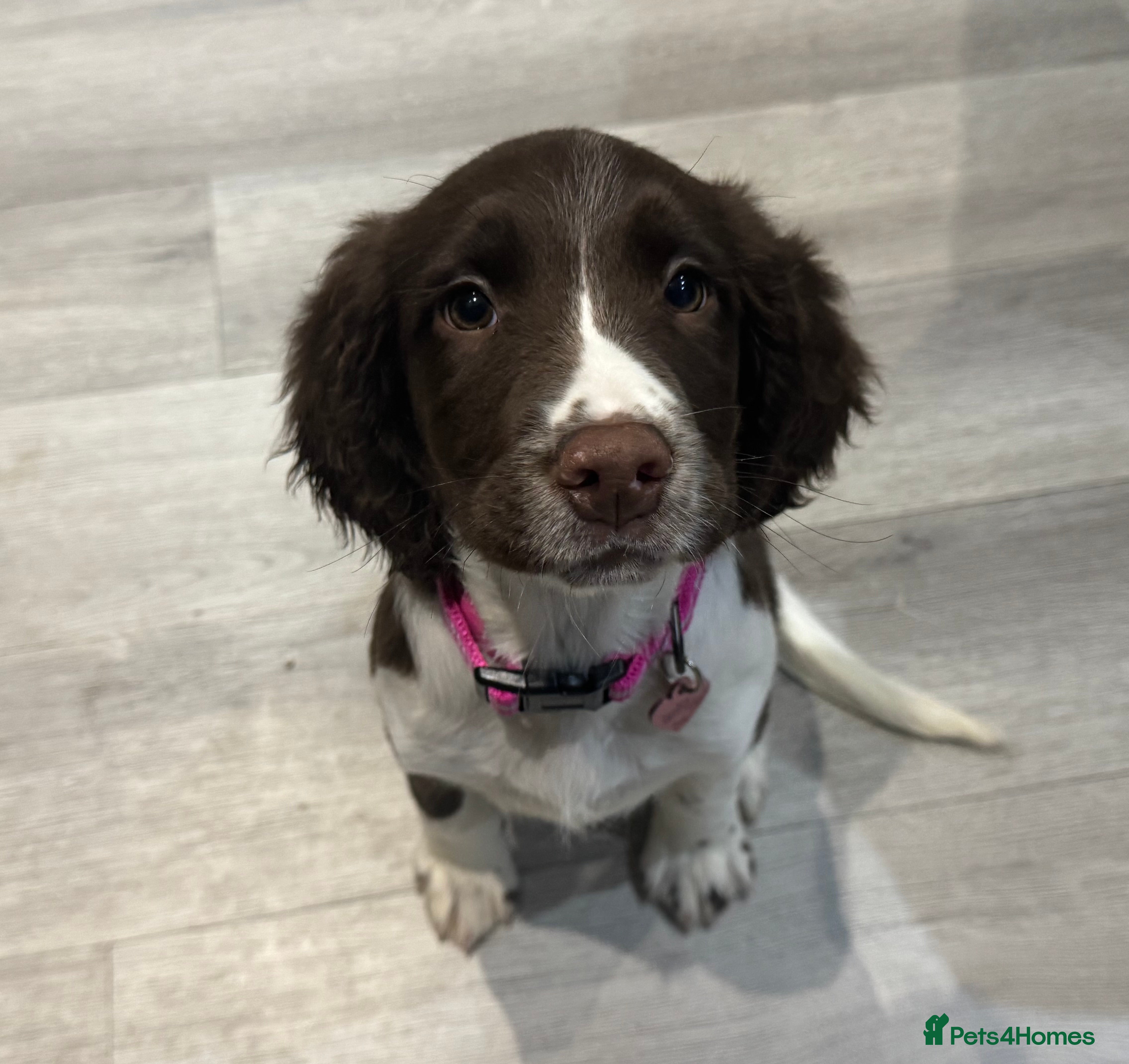 English Springer Spaniel dogs Female English springer spaniel  - Advert 6