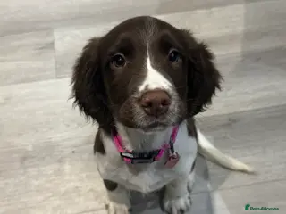 English Springer Spaniel dogs Female English springer spaniel - Advert 6