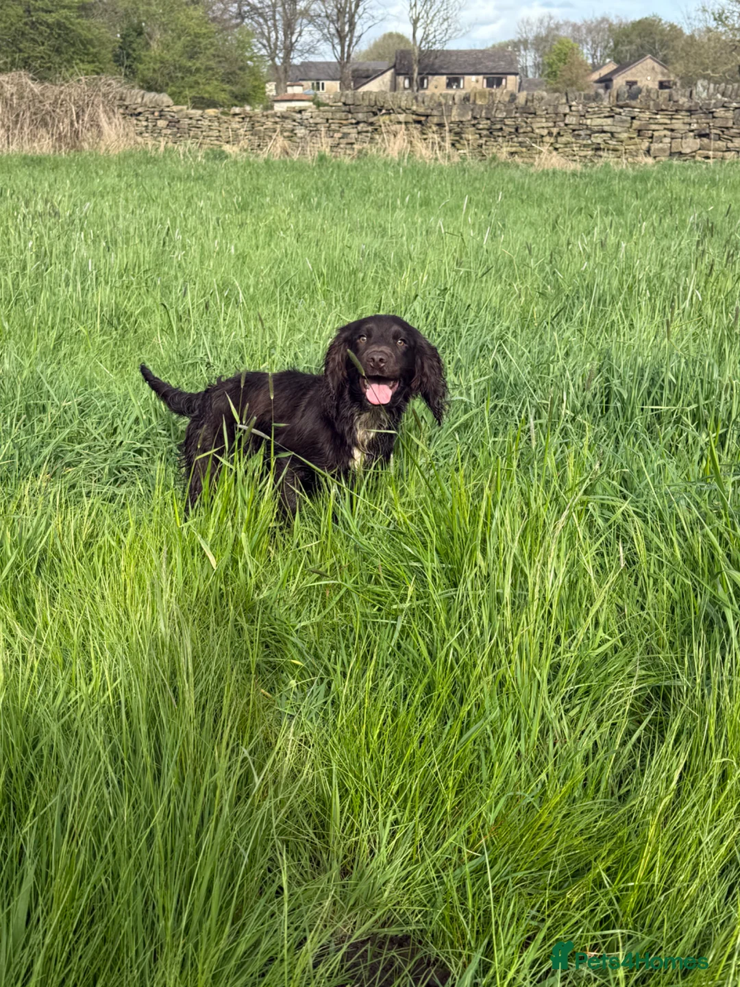 Cocker Spaniel dogs for sale: cocker spaniel dog - Advert 2