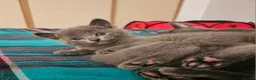 Russian Blue cats for sale: Russian Blue Kittens in Dagenham - Advert 6
