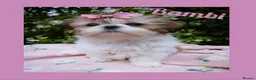 Shih Tzu dogs for sale: Available now - Tiny Imperial Shih tzu puppy Bambi - Advert 6