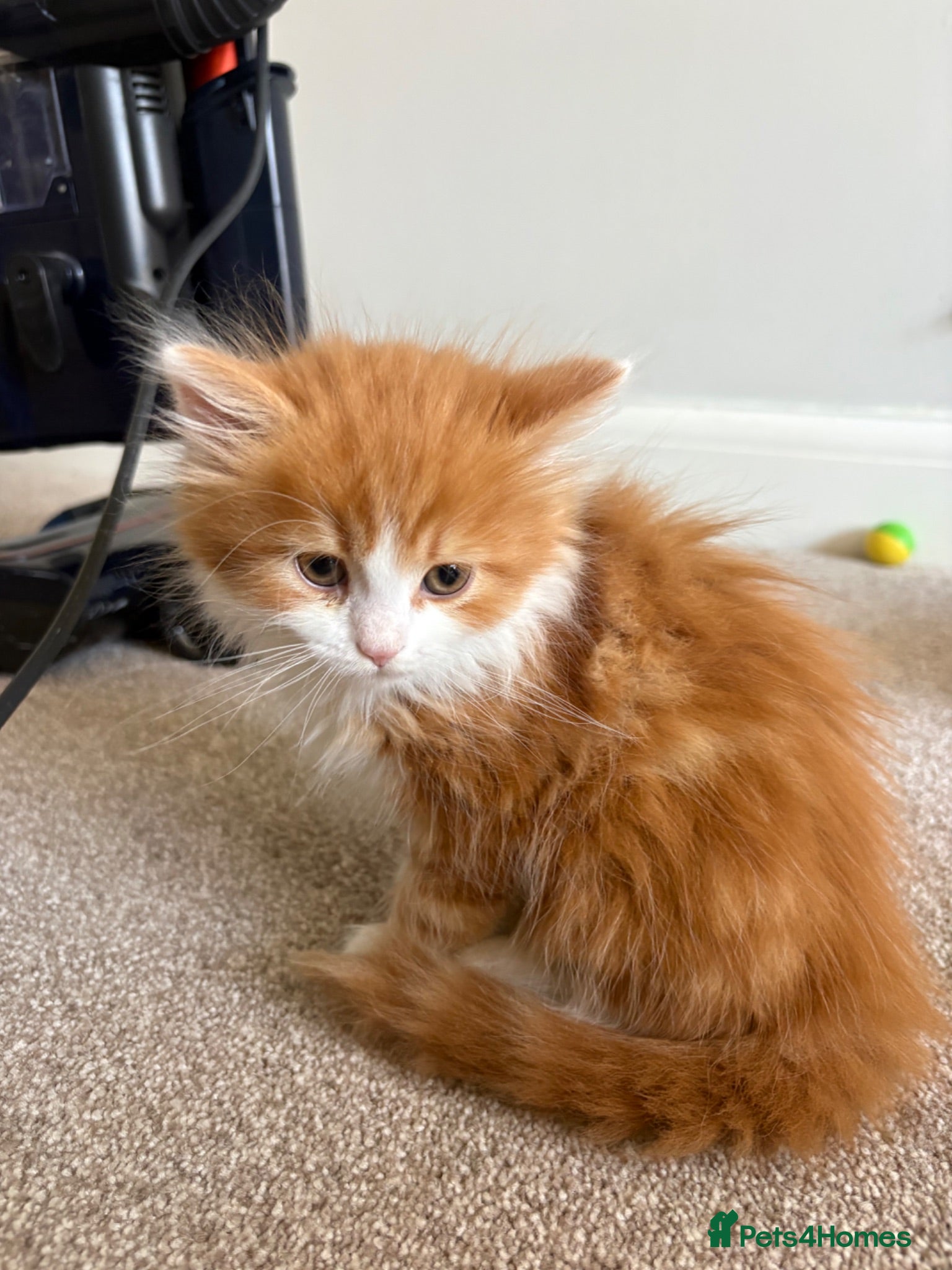 Mixed Breed cats for sale: Fluffy quarter Persian  - Advert 2