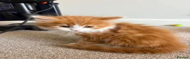 Kitten 1